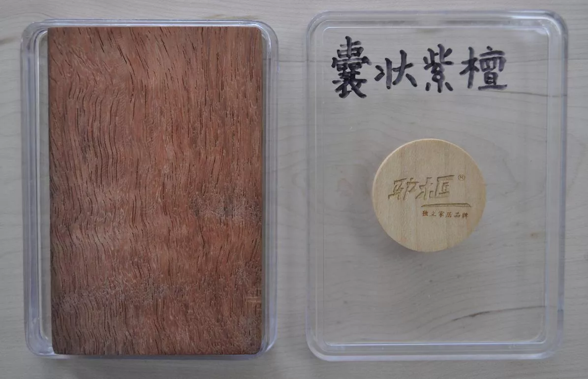 10囊状紫檀.jpg