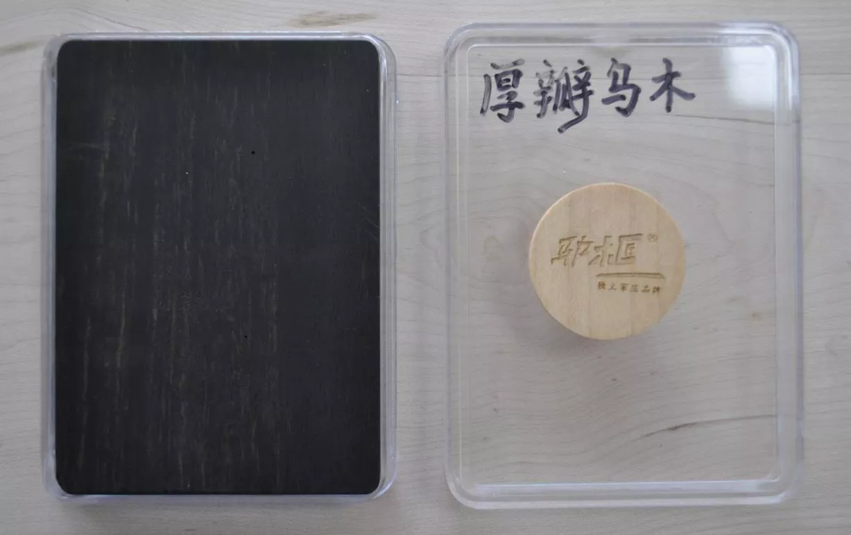 4厚瓣乌木.jpg